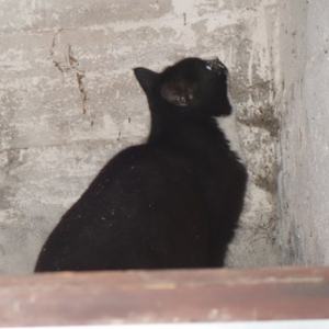 katze2 Kopie